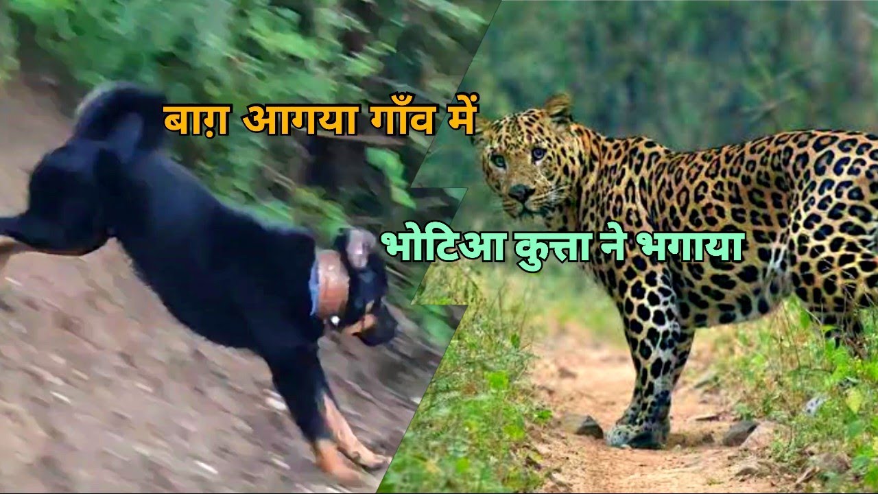 Gaddi Dog Ne Leopard Ka Picha Kiya | बाग के पीछे भागा कुत्ता | Gaddi Dog Vs Leopard