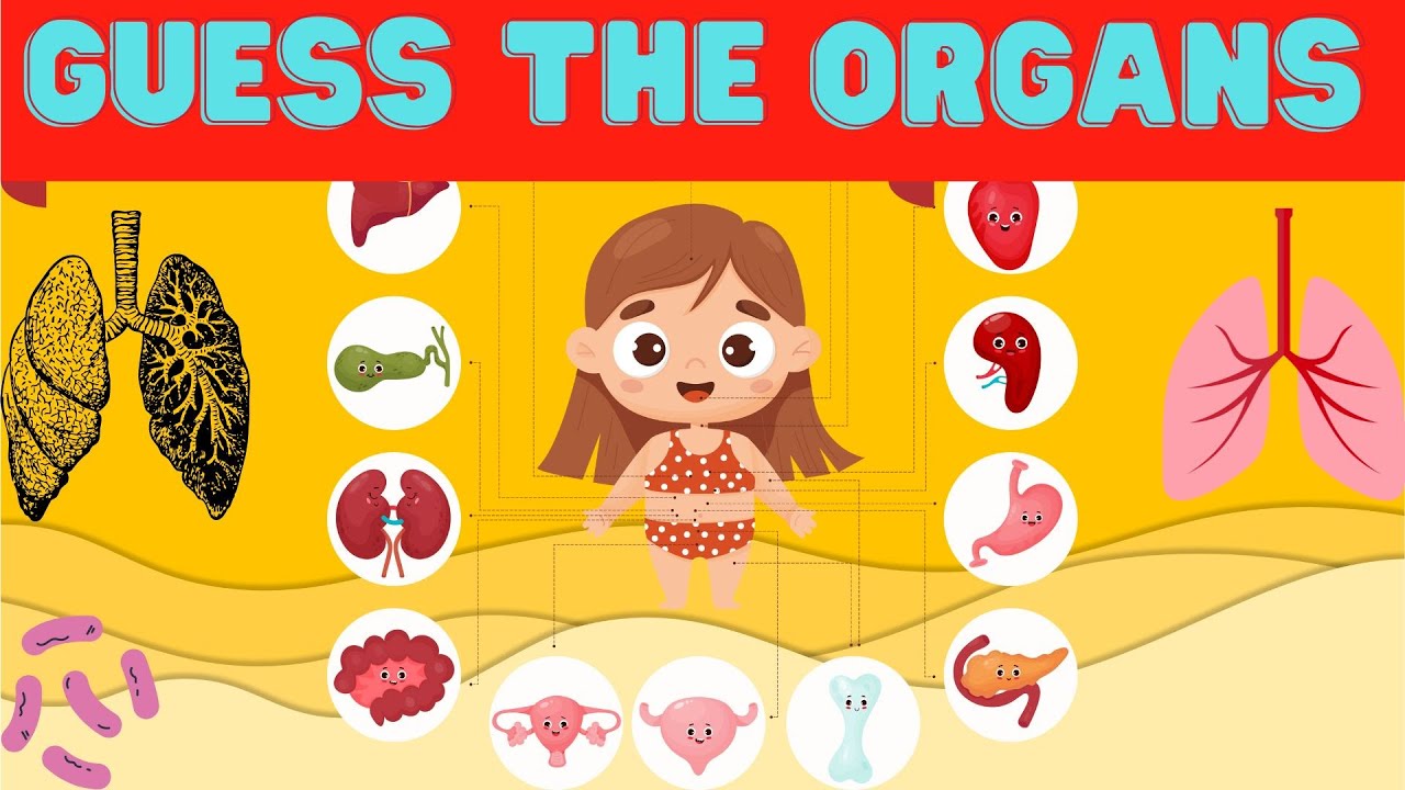 Organs of Your Body: Revealed for Kids!
