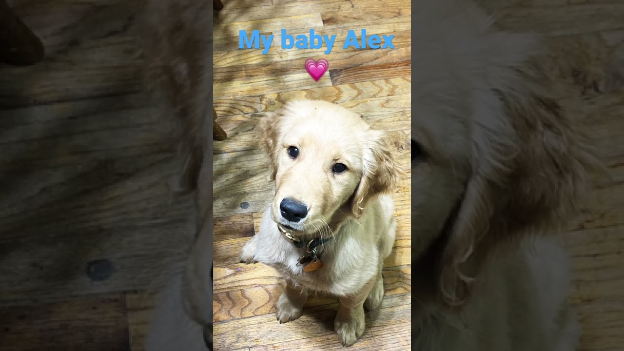 Alex is named after Alex Morgan a famous soccer player. She is very playful and crazy.