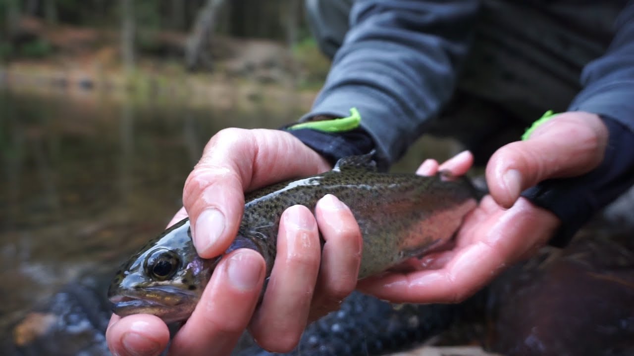 Tranquil Day Fly Fishing for Trout and Exploring a New River!