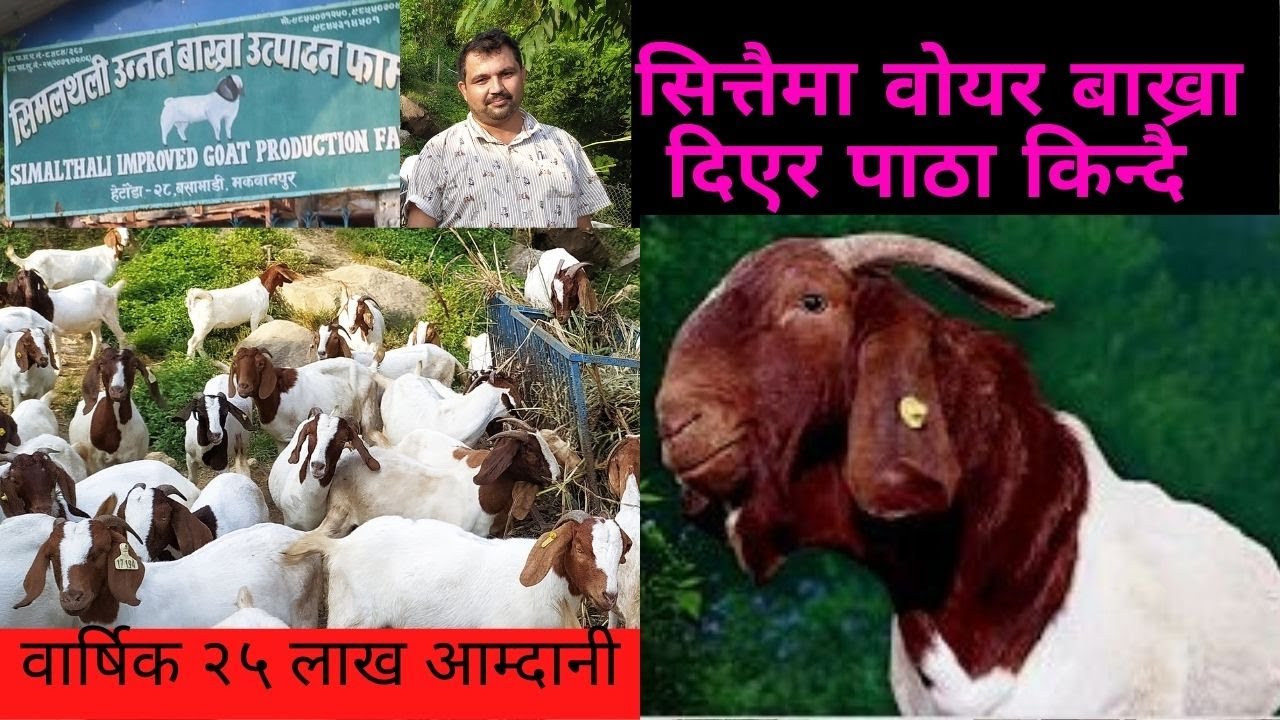 Boer, बोयर वाख्रा पाल्न शुरु गर्दा कसरी गर्ने, के के कुरामा ध्यान दिनु पर्दछ भनि तयार गरिएको भिडियो