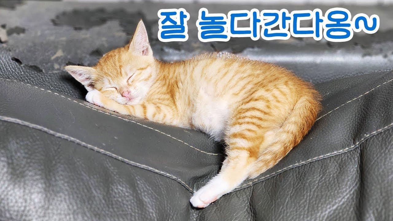 [#827] 자기주장 확실했던 아기고양이 단초의 할미, 누나형아들 맛보고 간 마지막 이야기