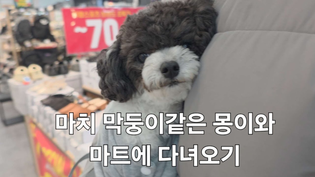 울집 막둥이가 된 강아지와 마트에 다녀오기 #푸들 #토이푸들 #다이소 #마트