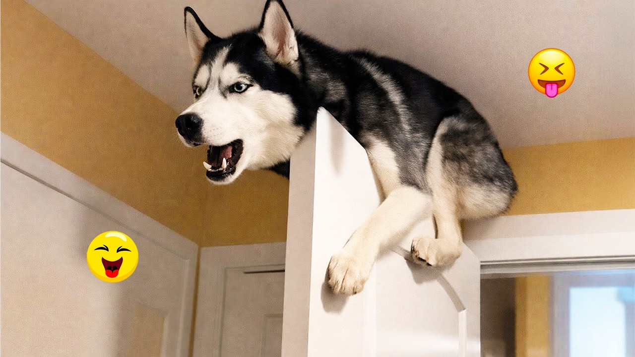 You Will Laugh So Hard Watching These Dogs 😂🐶 Best Funny Dog Moments! #3
