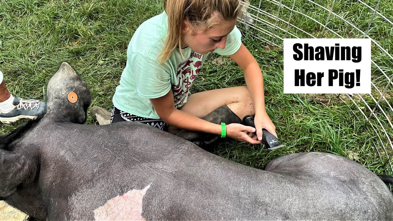 How To SHAVE A Pig (Getting Ready For COUNTY FAIR) AND Weigh-In!