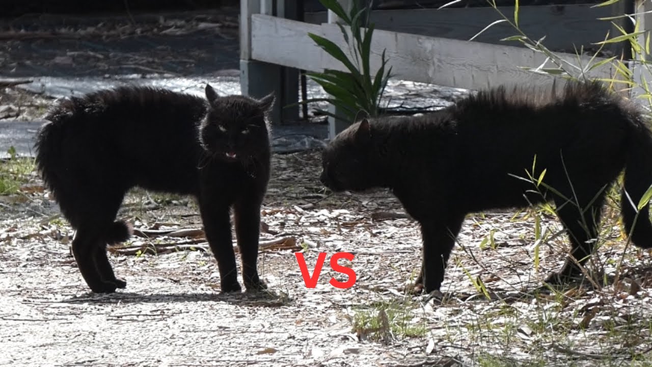 CAT FIGHT