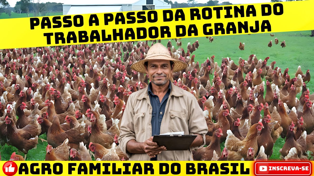 A ROTINA DO AVICULTOR: Rotina Diária na Granja: Lista de Tarefas a Serem Cumpridas.