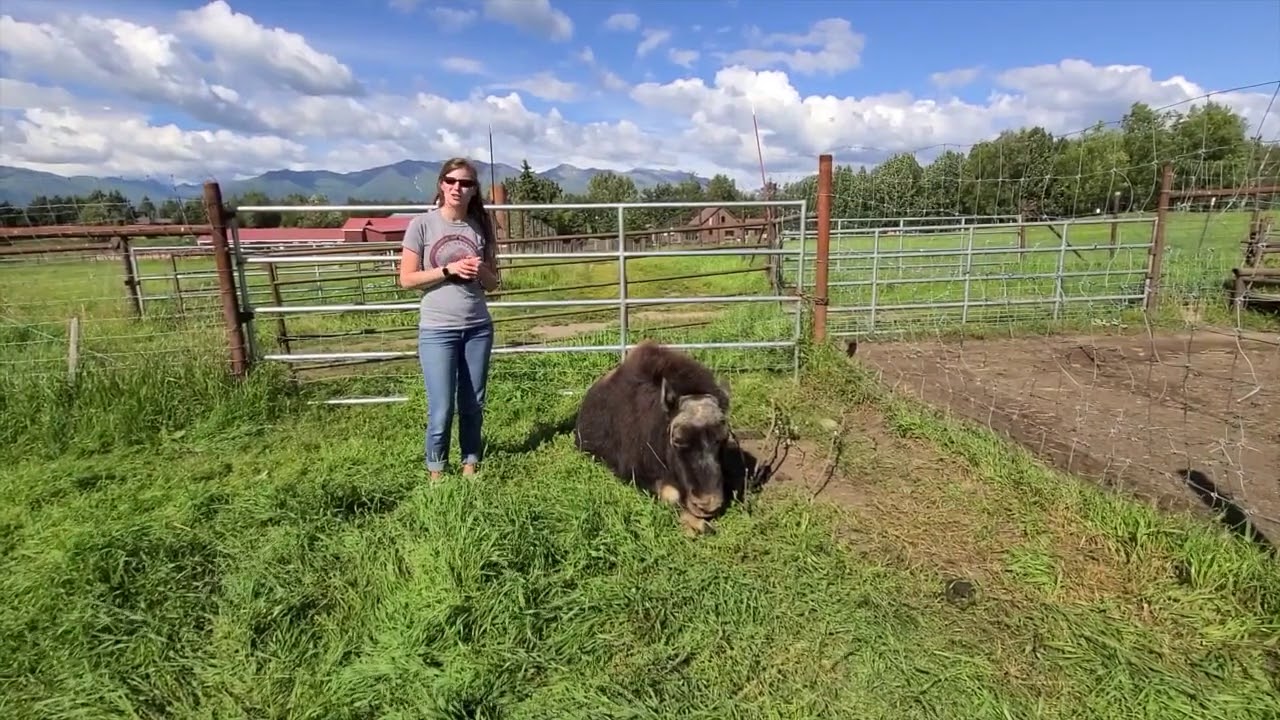 Meet a Musk Ox Monday: Amethyst!