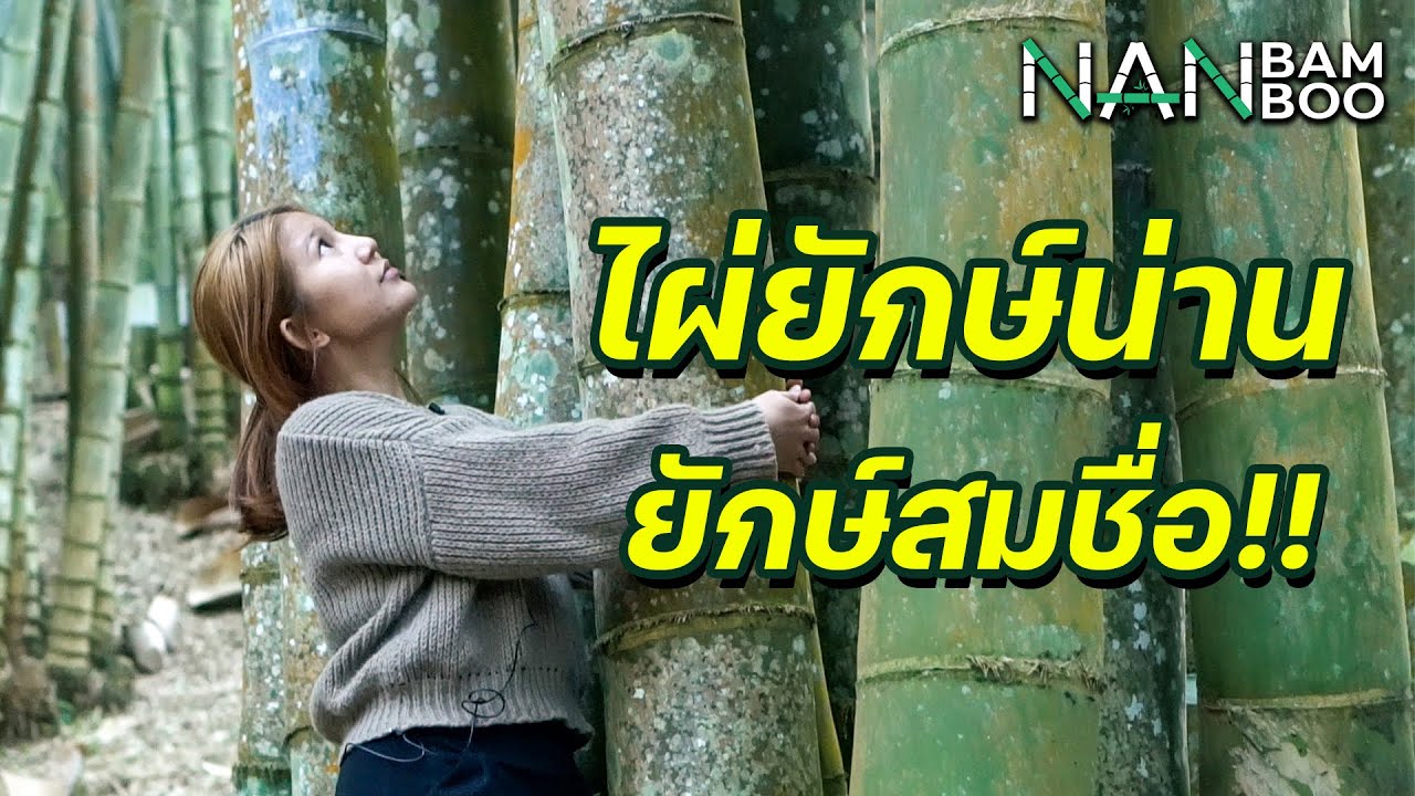 ชมสวน ไผ่ยักษ์น่าน สวนไผ่ที่ใหญ่ที่สุดในประเทศไทย