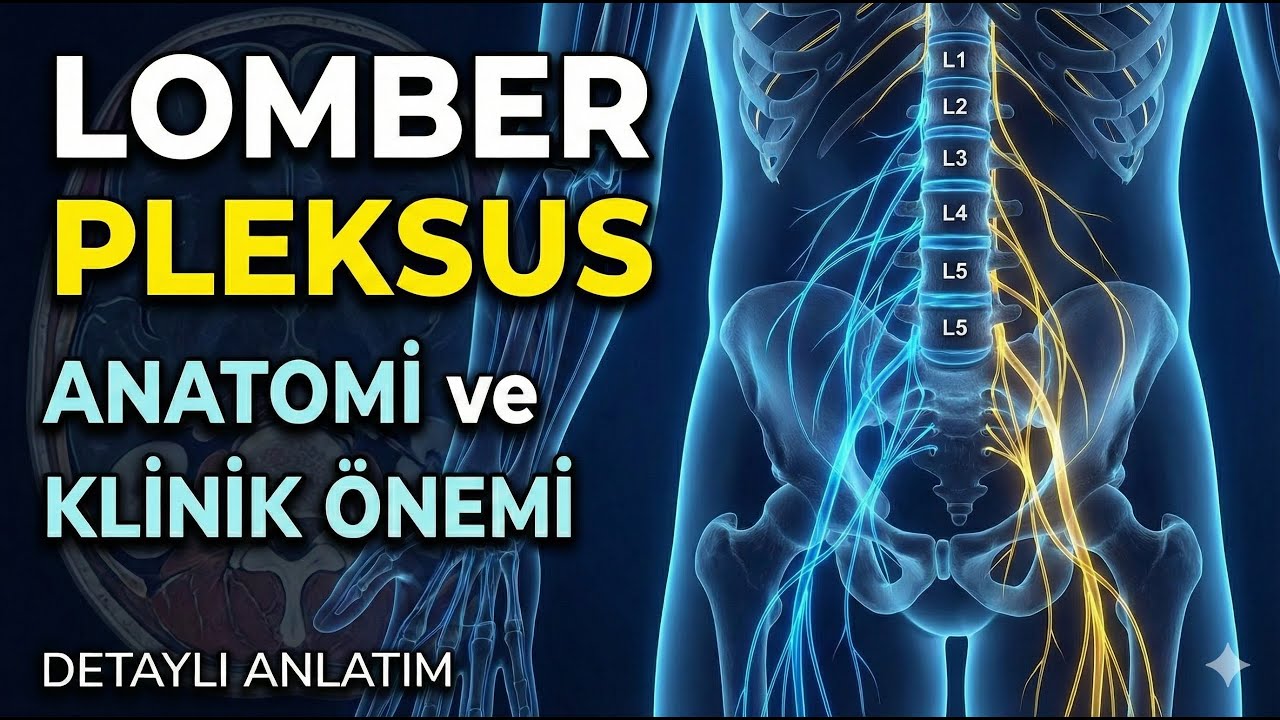 Lomber Pleksus Anatomisi
