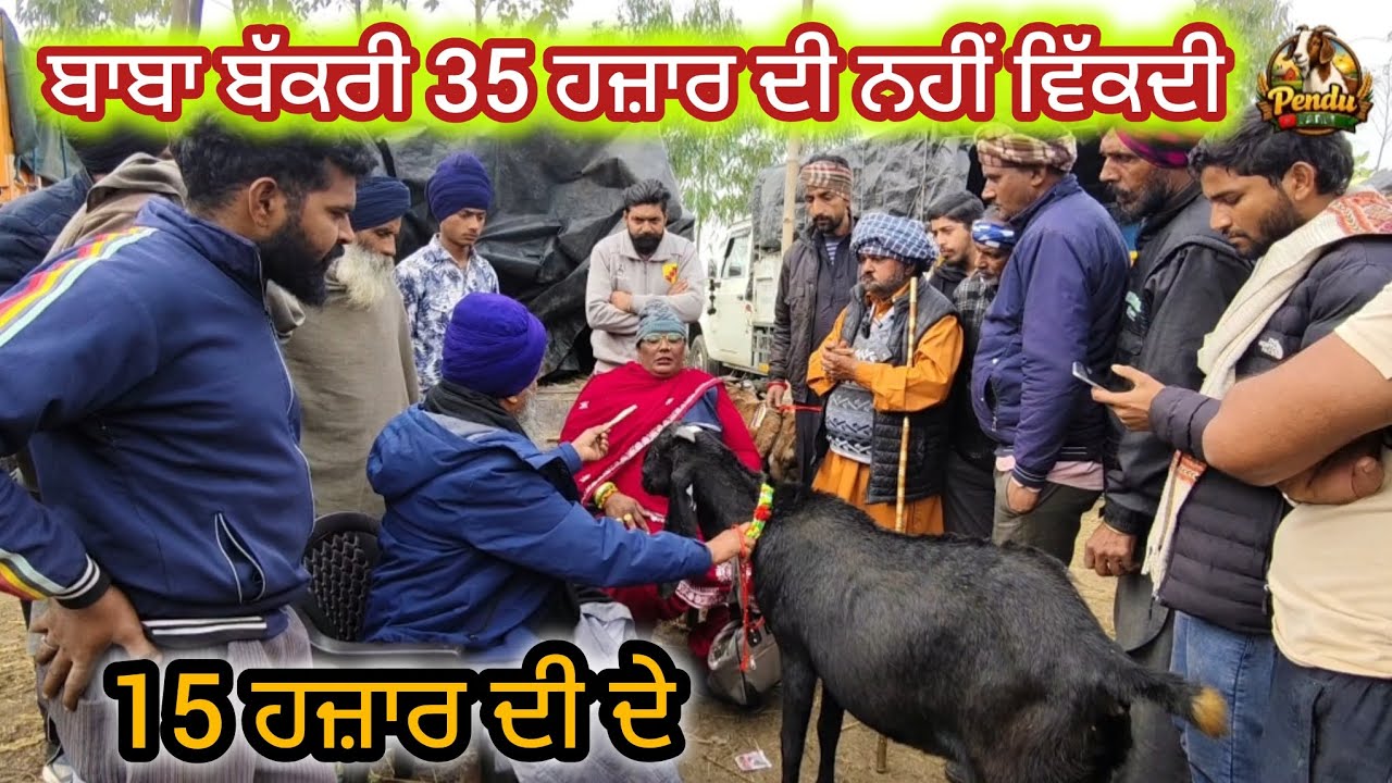 ਬਾਬਾ ਬੱਕਰੀ 35 ਹਜ਼ਾਰ ਦੀ ਨਹੀਂ ਵਿਕਦੀ Mullanpur Bakra Mandi #live_sauda #goatfarming #rajudirba #mithu 