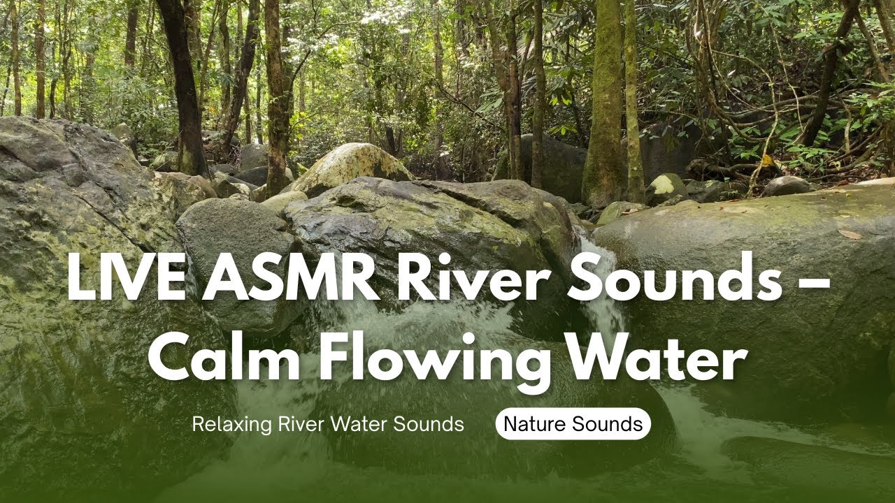 🔴 LIVE AMSR River Sound - Peaceful Forest Rivee - 3 Hours Long - HD 1080p - Nature vidio