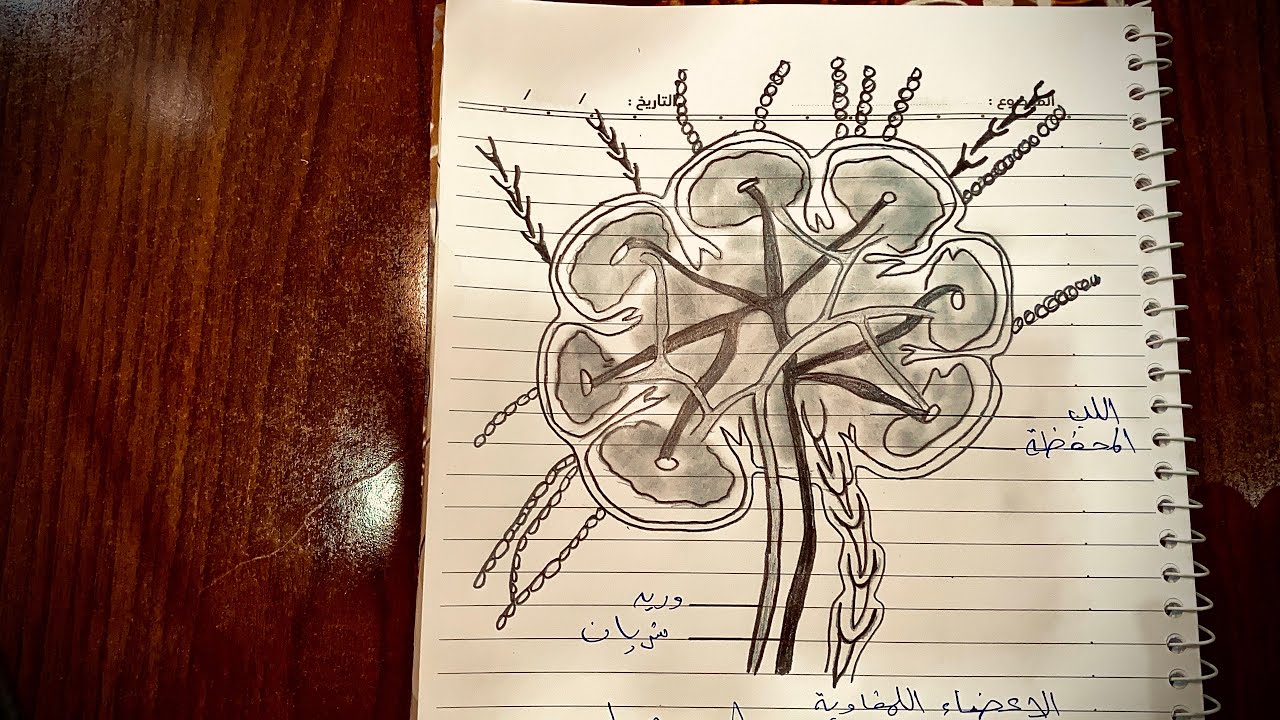 رسم العقد اللمفاوية للصف #الخامس_العلمي #الفصل_السادس