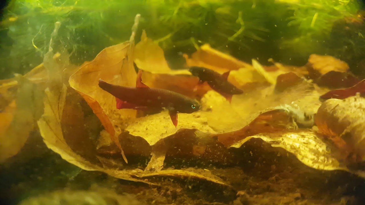 Betta sp api api
