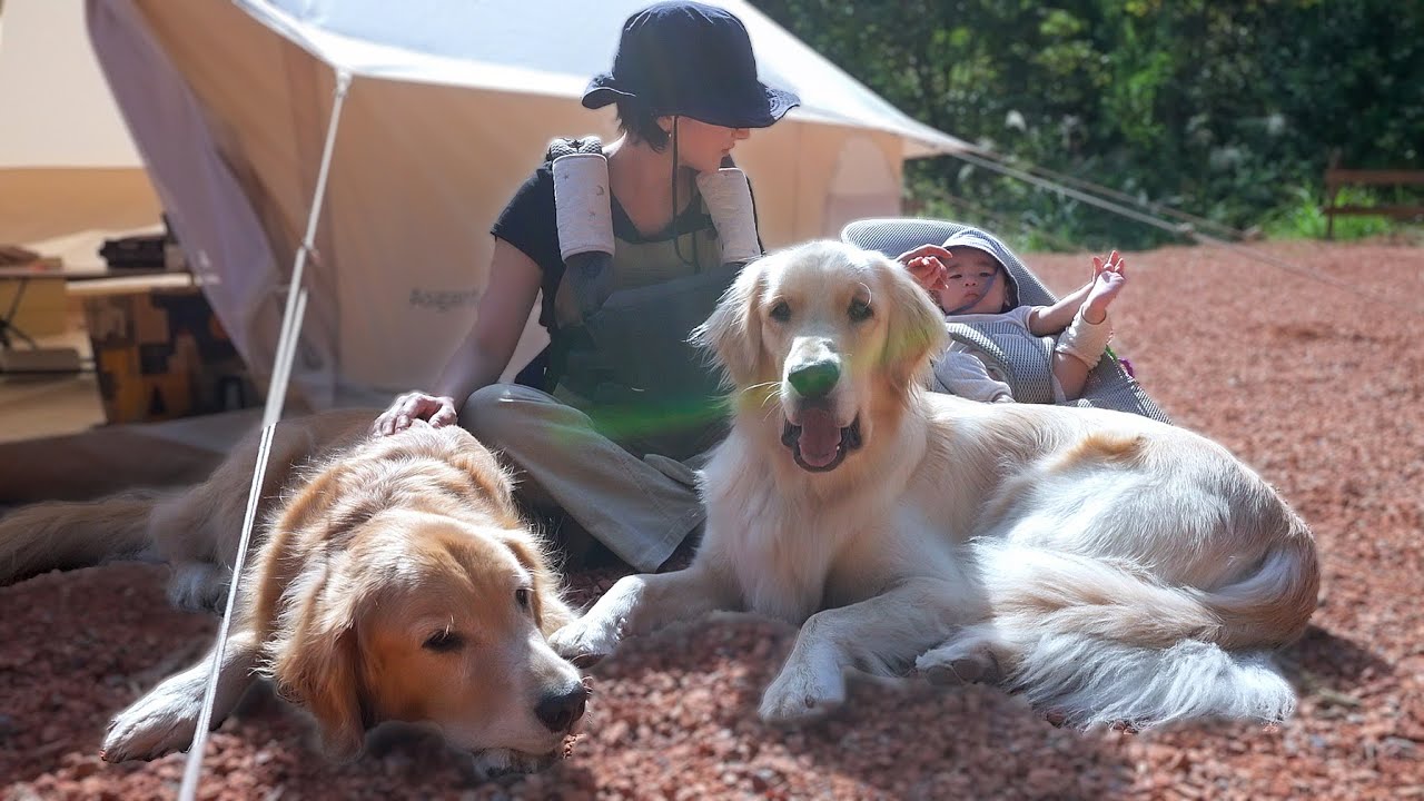 ０歳児＆大型犬二頭を連れての初キャンプに行ってきました。