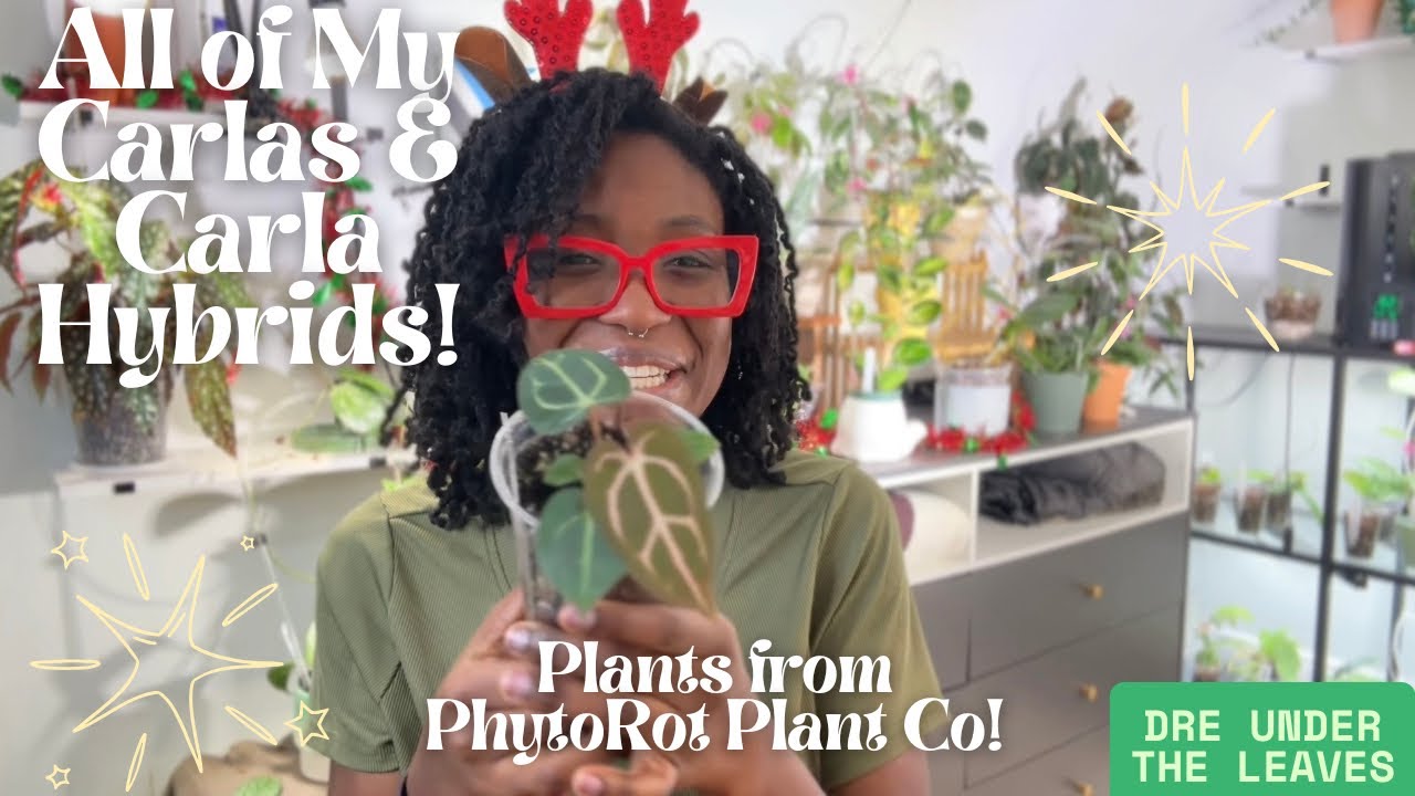 All of My Carlas & Carla Hybrids 🌿| 12 Days of Christmas 🎄 Day 10