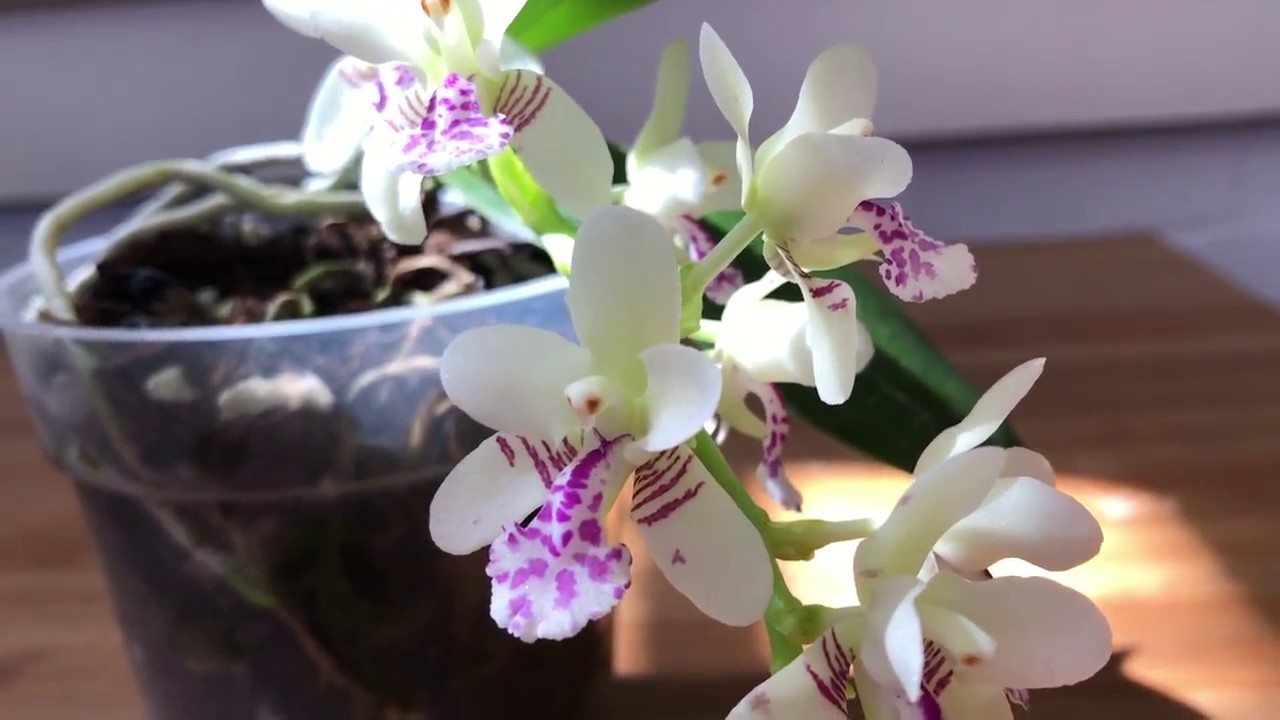 Haul: Sedirea japonica and Japanese orchids
