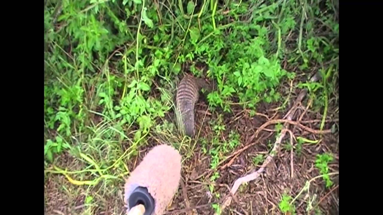 Mongoose Talk Is More Humanlike Than Previously Thought | Video