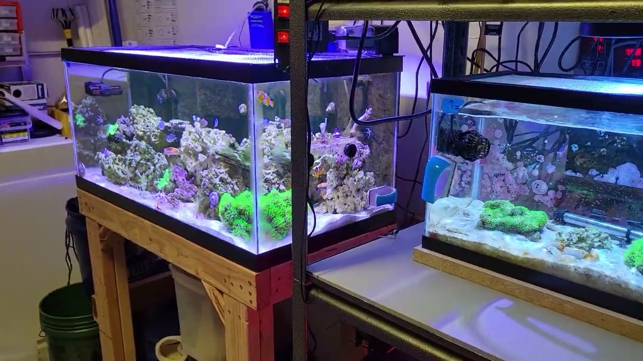 40 gallon breeder drilled with custom built stand and plumbed 10 gallon quarantine tank