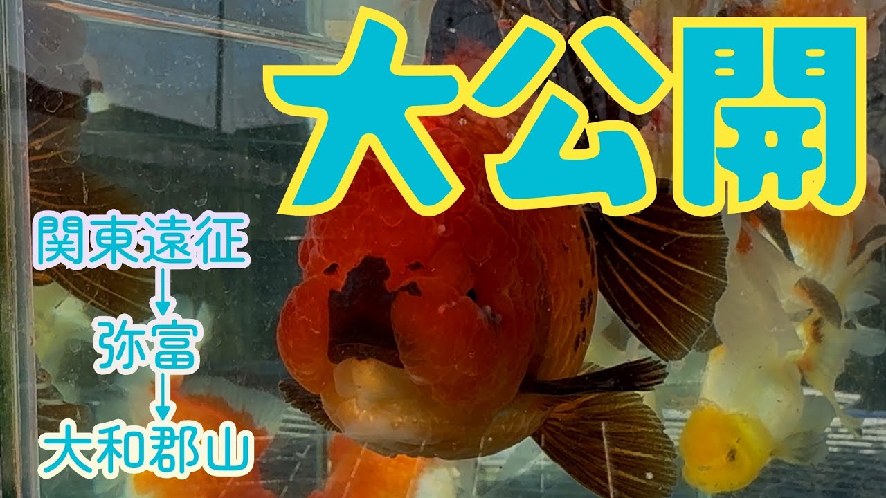 大和郡山でちょっと寄り道からの年末に買った金魚大公開