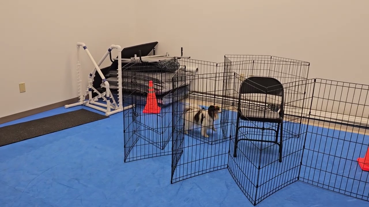 Nosework practice 1/10/26 at Clever Dogs