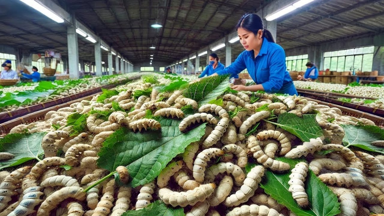 Como bilh&otilde;es de bichos-da-seda s&atilde;o criados e processados ​​para a produ&ccedil;&atilde;o de seda de luxo na China