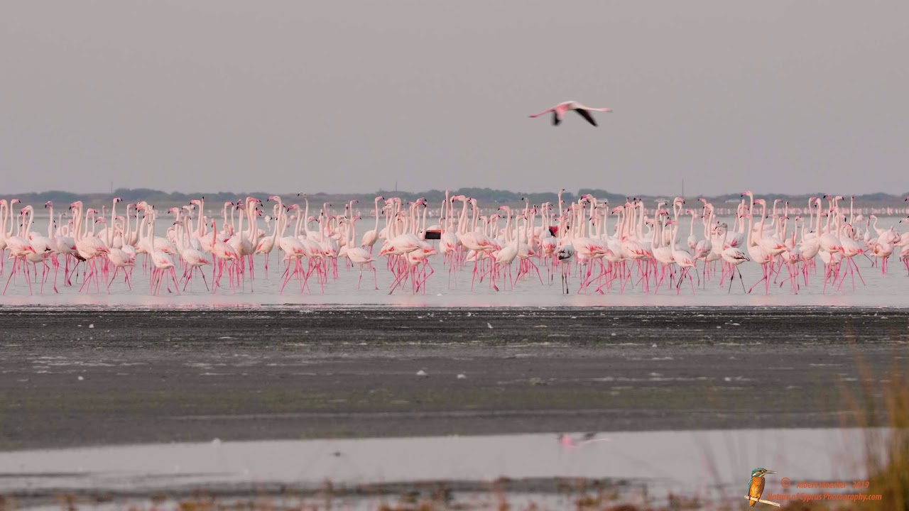 Flamingos - Akrotiri Salt Lake Nov. 2019