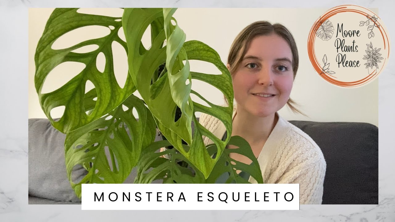 Monstera Esqueleto MAJOR Propagation & Repot 💚