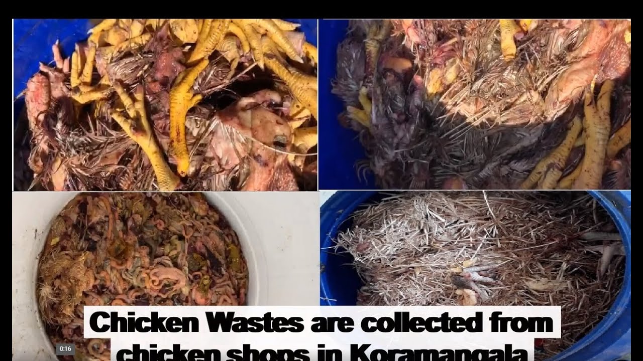 Chicken Waste Rendering / RECYCLE Plant  WhatsApp +918891343468