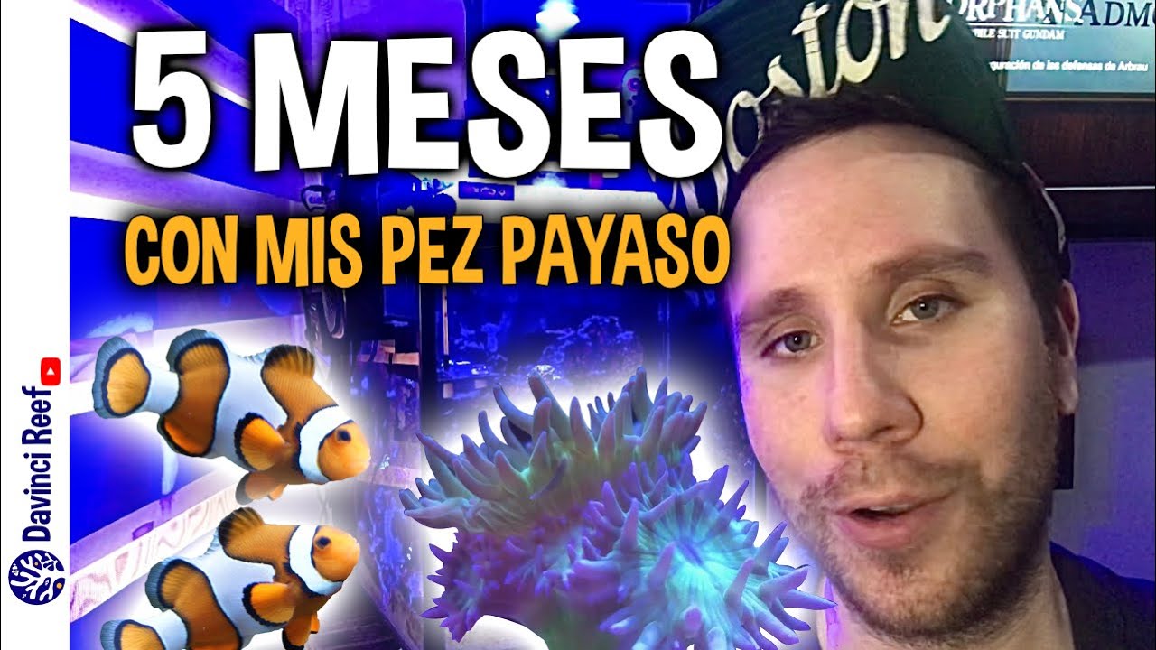5 Meses - Cosas Que No Sabias de los Pez Payaso: Enfermedades, molestan corales y...