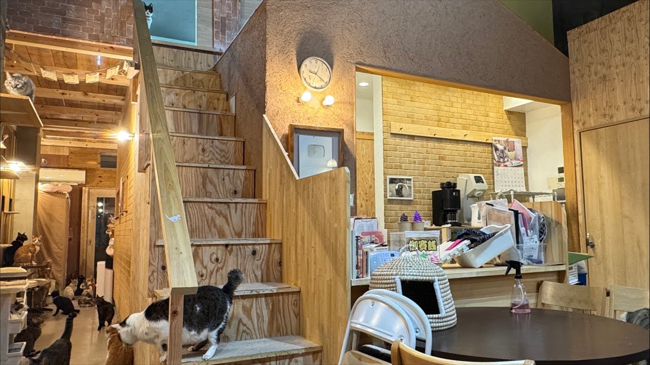 Please make your donation to Superchat or PayPal to help us save the lives of cats!