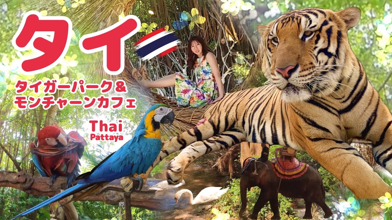 タイ旅行 パタヤ タイガーパーク と モンチャーンカフェ 虎は大きな猫みたい！象の食欲にビックリ！ Thailand Trip Pattaya Tiger Park Elephant