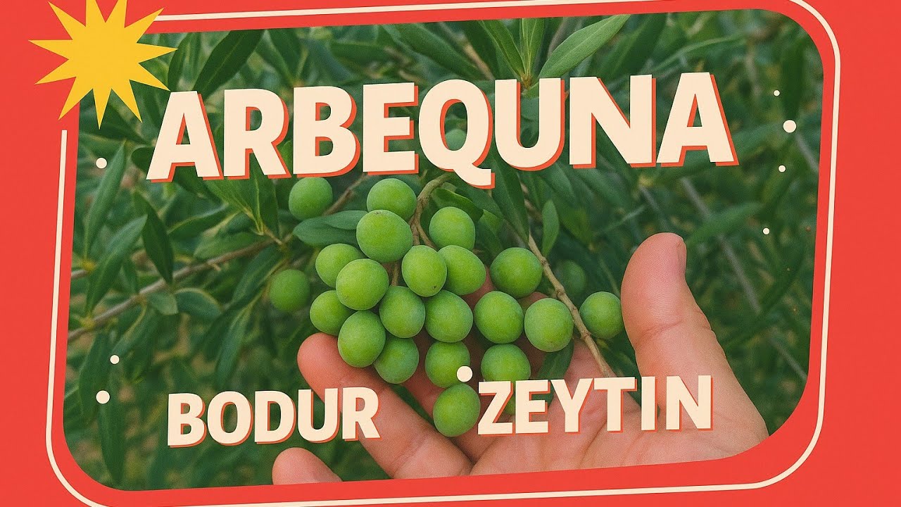 Arbequina -ispanyol bodur zeytin 3 yaş -Verim