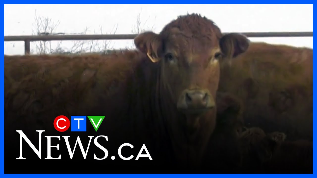 Cattle farmers see increase in business