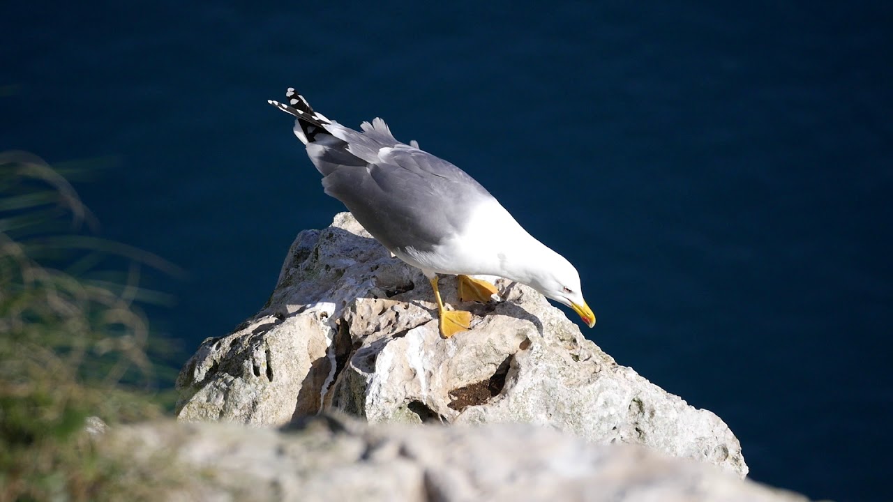 The yellow feet of the Yellow-legged Gull (Larus michahellis)