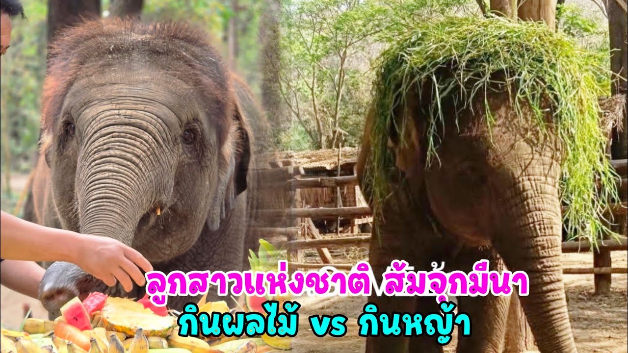 วันช้างไทย มีภาพลูกสาวแห่งชาติ ส้มจุกมีนา ออกมากินผลไม้ ได้ข่าวว่าหยิบกินลูกพลับของโปรดเพลินเลย