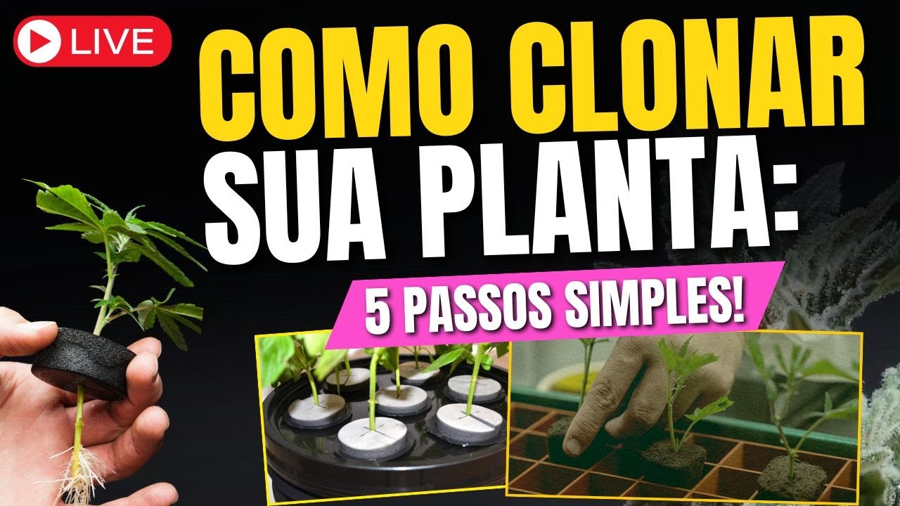 Como clonar sua planta? Associa&ccedil;&atilde;o santa gaia sofre injusti&ccedil;a! React com mobydick