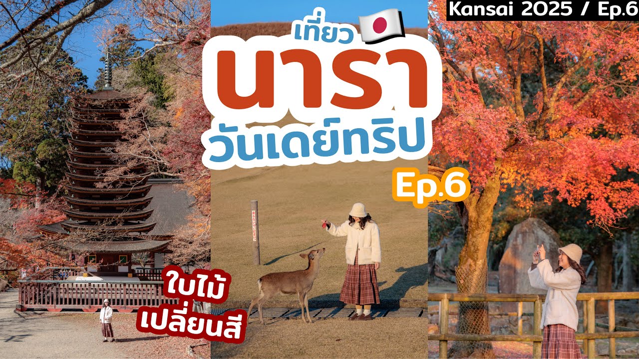 เที่ยวญี่ปุ่น วันเดย์ทริปเที่ยว นารา เที่ยวศาลเจ้าและวัดสุดอันซีน ช่วงใบไม้เปลี่ยนสี