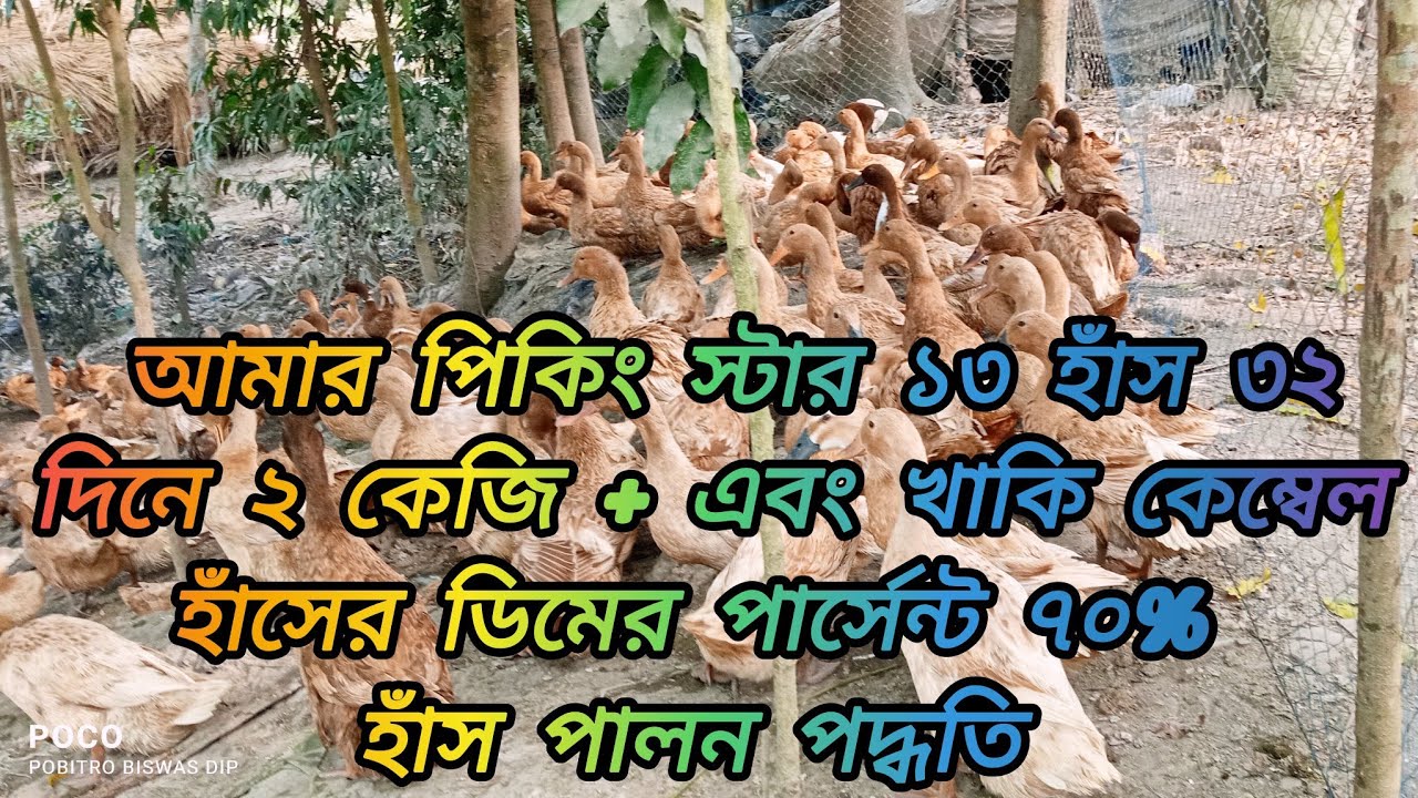 আমার পিকিং স্টার ১৩হাঁস ৩২ দিনে ২ কেজি + এবং খাকি কেম্বেল হাঁসের ডিমের পার্সেন্ট ৭০%হাঁস পালন পদ্ধতি