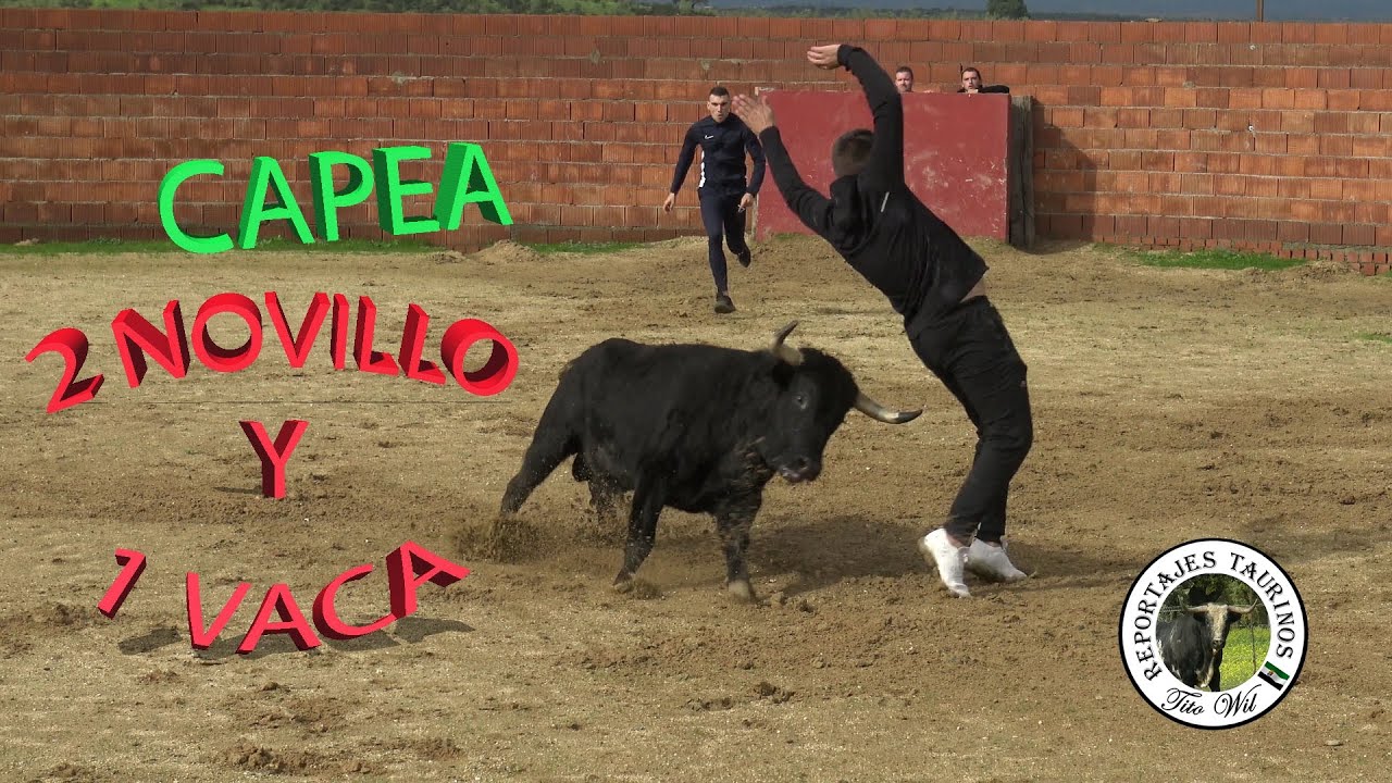 ENTRENAMIENTO RECORTADORES CON 2 NOVILLOS Y 1 VACA EN GANADERIA ENRIQUE SERRANO