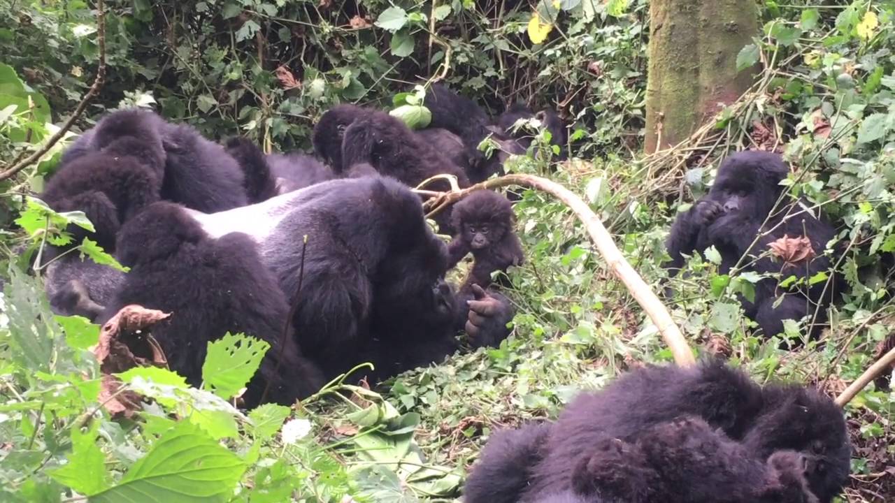 Rwanda Mountain Gorillas