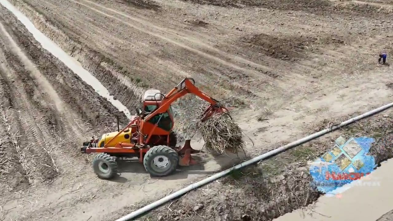 Usina Laginha Usina Utinga Leão Plantio em santo Antônio da Lavagem 