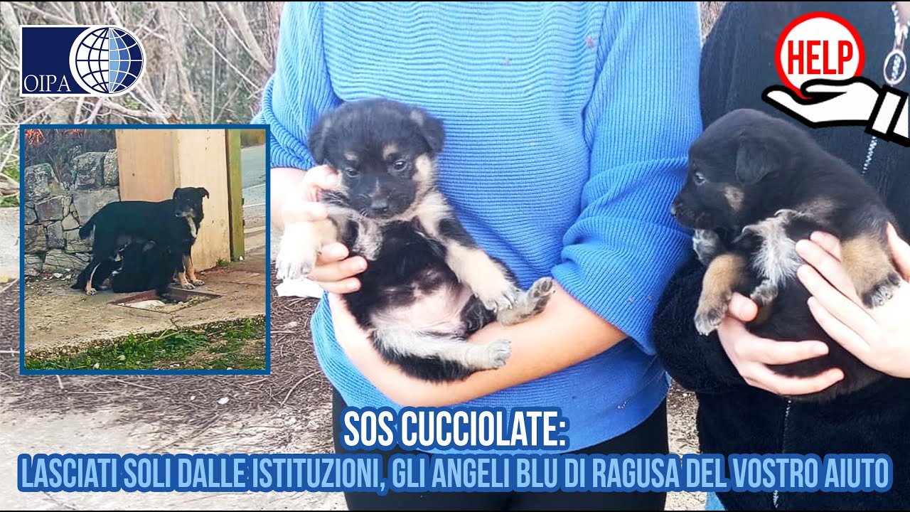 SOS CUCCIOLATE: LASCIATI SOLI DALLE ISTITUZIONI, GLI ANGELI BLU HANNO BISOGNO DELL'AIUTO DI TUTTI.