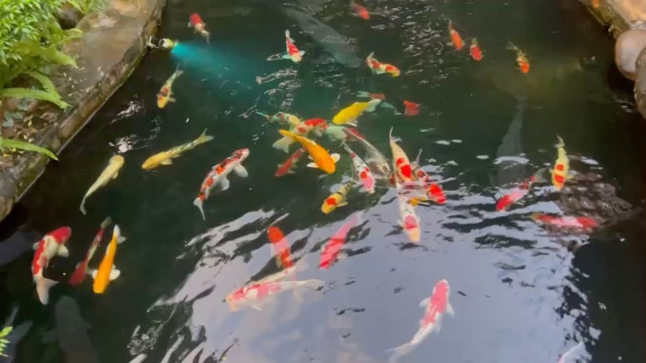 Thư giãn ngắm hồ cá koi và đản trắm đen siêu to 