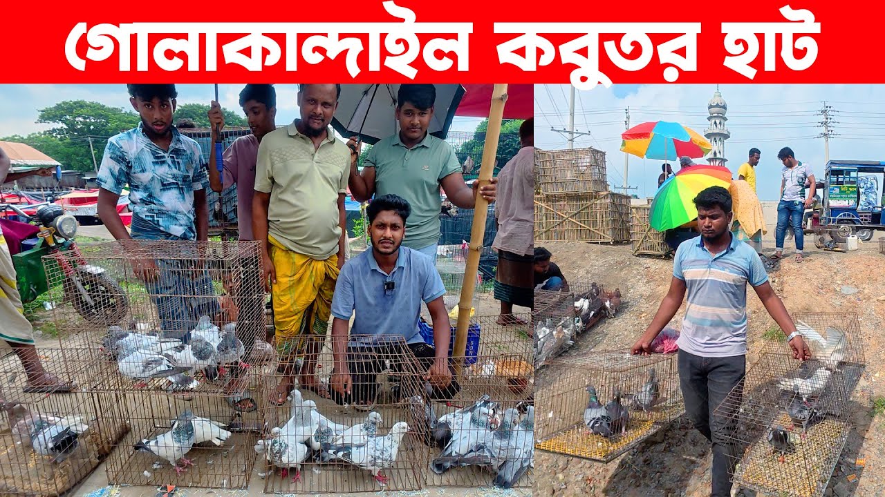 গোলাকান্দাইল কবুতর হাট ১১-৯-২০২৫ | pigeon market in bangladesh | Golakandail kobutor hat