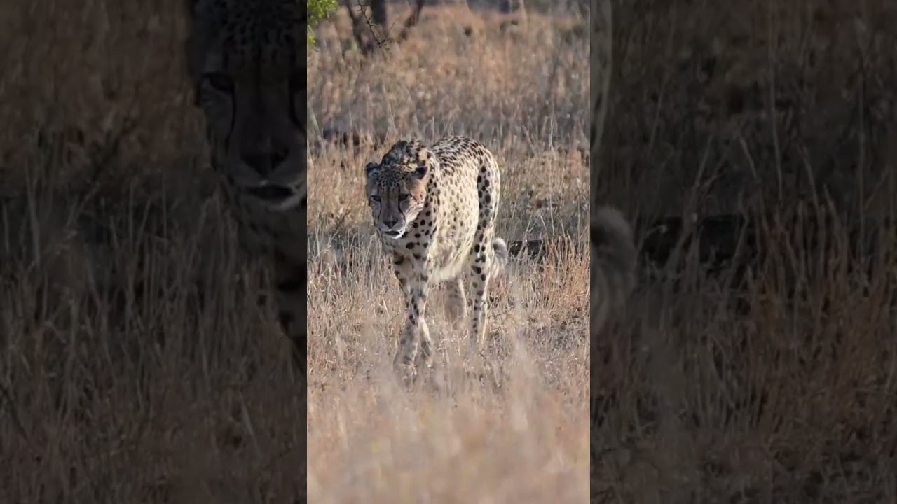 The Three Brother Cheetahs of Kruger National Park seen at Lower Sabie #wildlife #krugerparksafari