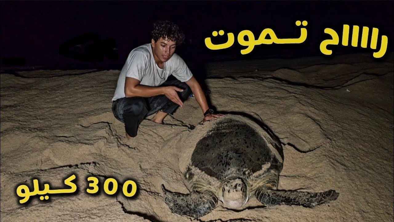 عراقي مجنون يعثر على السلاحف المجنحة_اكبر سلحفاة بلعالم