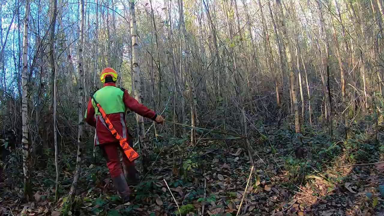 Recherche d'un cerf blessé