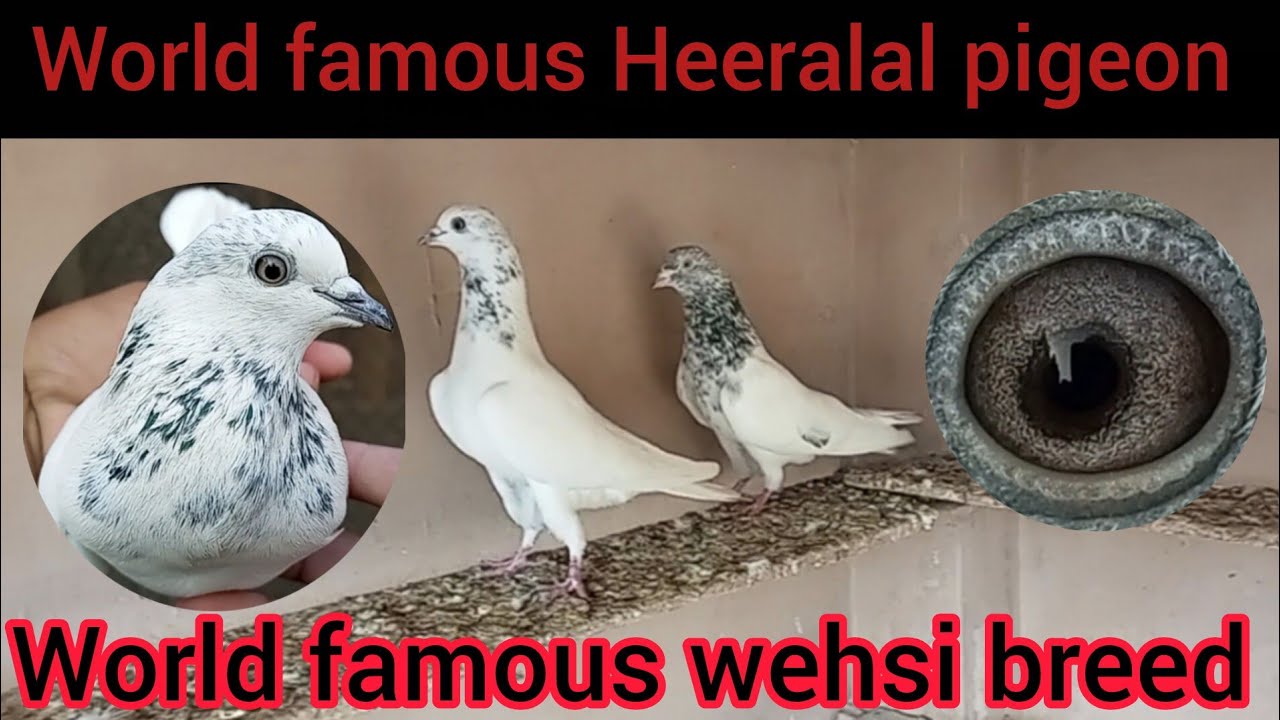 Aysi wehsi tunnia mada Jo 15 din Baad b Heeralal k Sath na lgi ||shoq zaroor krain 