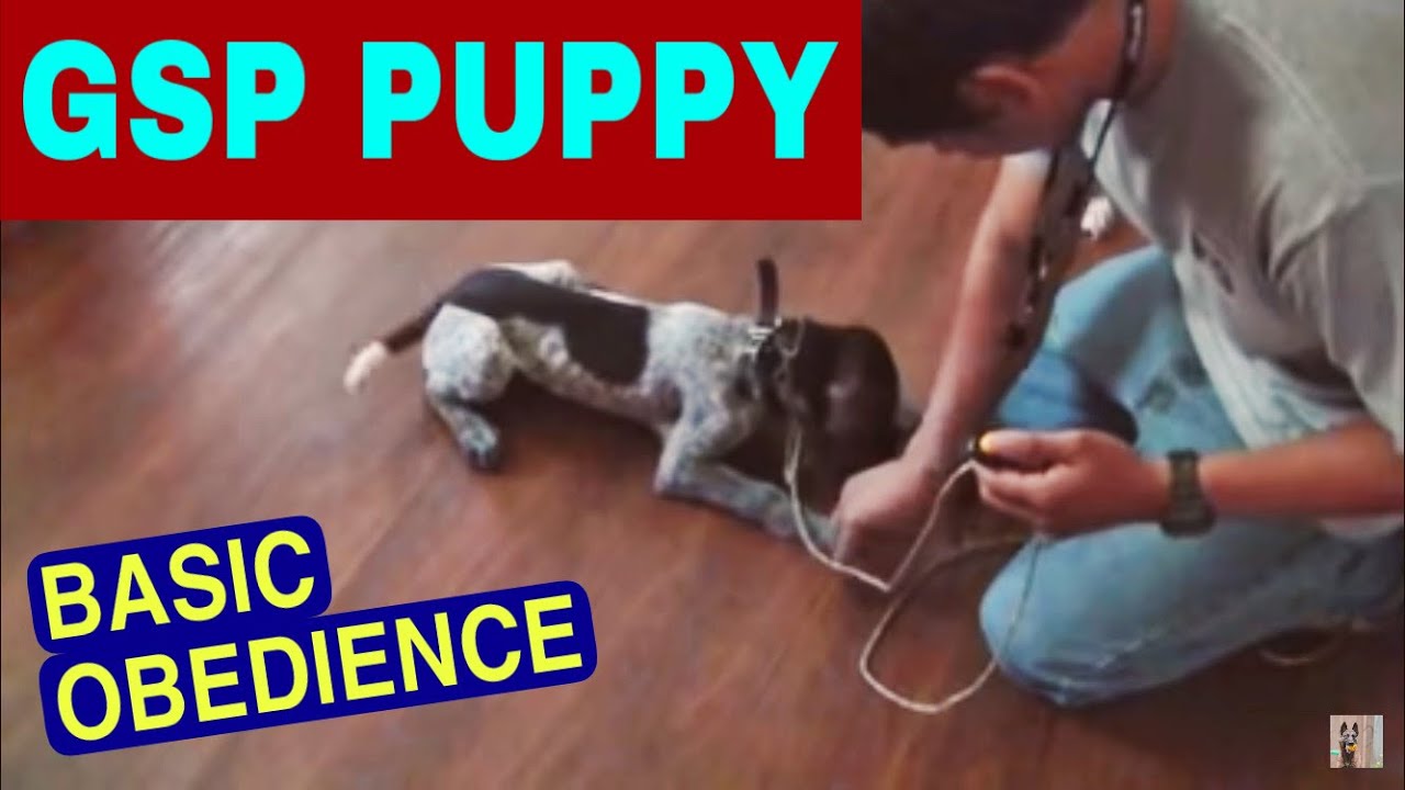 GSP puppy Basic Obedience